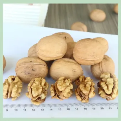New Crop Dry Walnut Walnuss Nuts Nuss