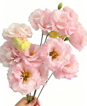 Fresh Cut Flower light Pink Lisianthus Wedding Decoration
