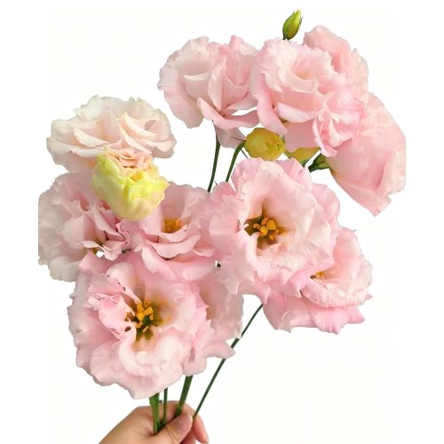 তাজা কাটা ফুল হালকা গোলাপী Lisianthus বিবাহের সজ্জা