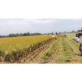 Kubota Rice Harvesting Machine Combine