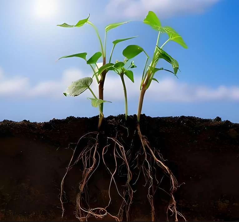 Soil Conditioner