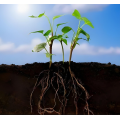 Top Quality Granular Soil Conditioner