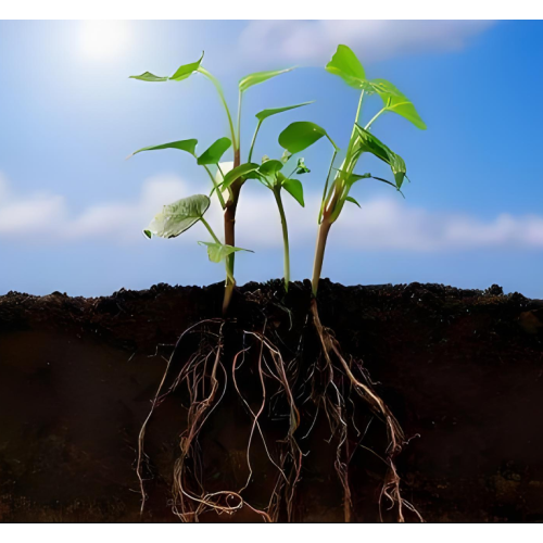 Top Quality Granular Soil Conditioner