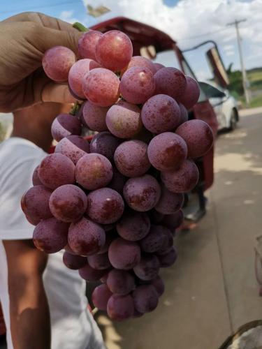 Yunnan anggur merah dunia