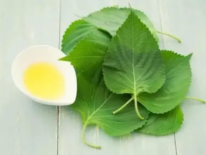 Perilla Oil