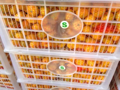 Exporting China Orange (S M L) Model No:Mandarin orange