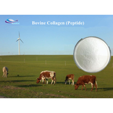 Peptide de collagène bovine / bœuf hydrolysé biologique avec