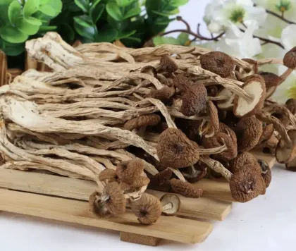 Dried Agrocybe aegerita tea tree mushroom natural agrocybe