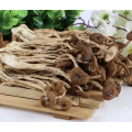 Agrocybe secado Aegerita Té Tree Mushroom Agrocybe natural