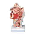 Cavidade nasal, cavidade oral, garganta, faringe