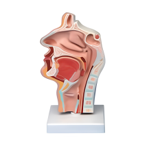 Cavidad nasal, cavidad oral, garganta, faringe