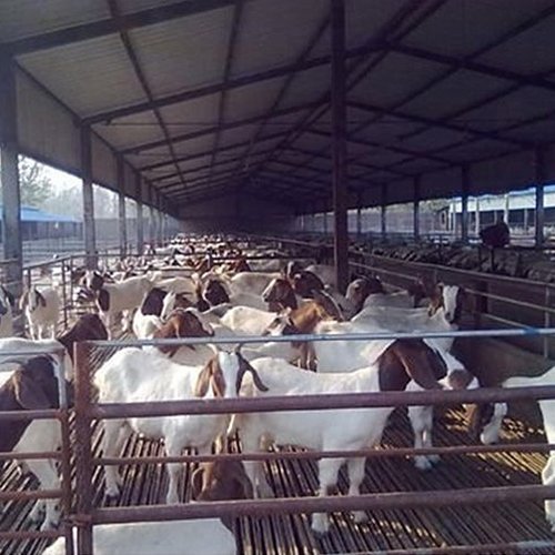 Болат қой фермасы Ауылшаруашылық ғимараты