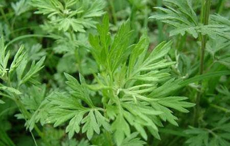 Mugwort Leaf Extract