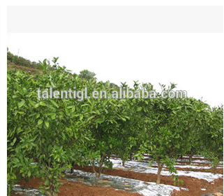 Reflective mulch film clear color