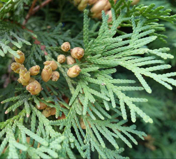 Cedarwood oil for hair care