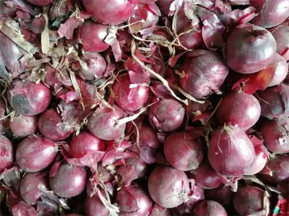 2020 Fresh Red Onion