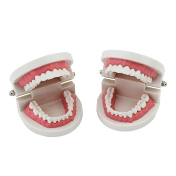 Dental Standard Teeth Model for Teaching and Studying Medical Science