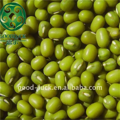 Green Mung Bean for germinating