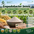 مسحوق المبيدات الحشرية الميكروبية Empedobacter brevis لإدارة الآفات الزراعية