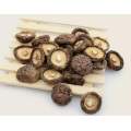 Organic Lions Mane Mushroom Powder Extract Natural Shiitake Mushroom Extract Supplier