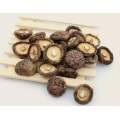 Extrato natural de cogumelo shiitake