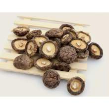 Organic Lions Mane Mushroom Powder Extract Natural Shiitake Mushroom Extract Supplier