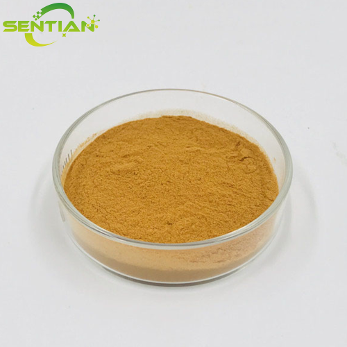 High-Quality Ginkgo Extract