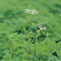 Szechwan Lovage Rhizome Extract