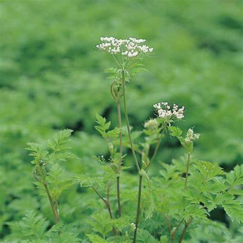Szechwan Lovage Rhizome Extract