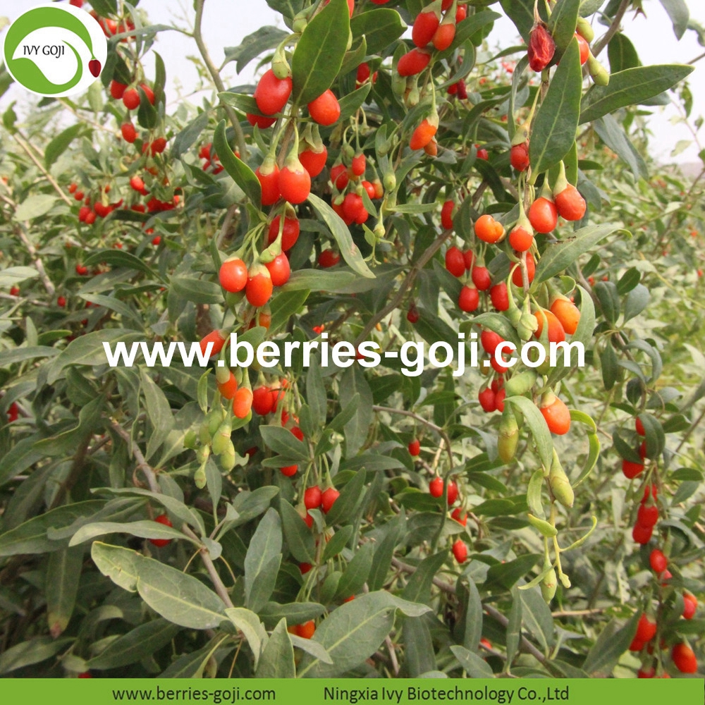 Low Pesticide Goji Berry