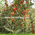 Factory Supply Healthy Dried Nutrition Goji