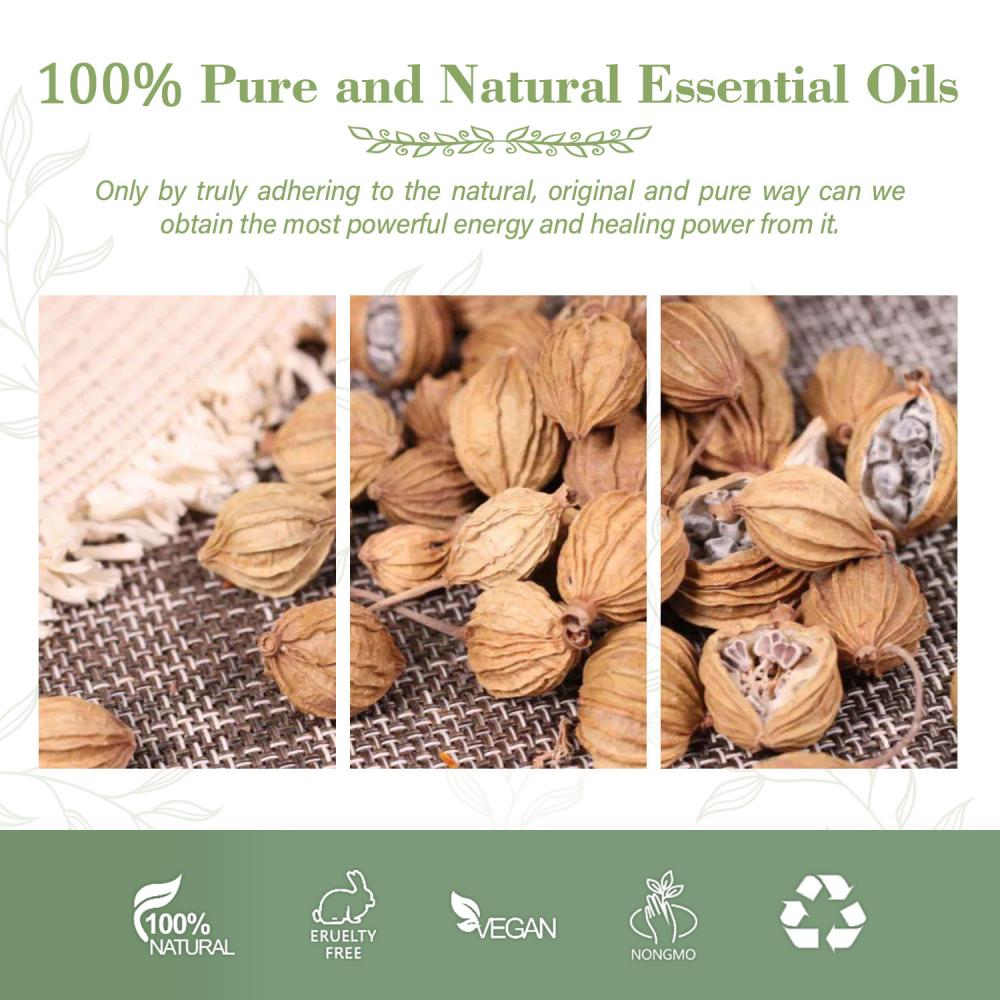 Herbal fructus amomi aceite de masaje natural difusores a granel amomum villasum óleo esencial