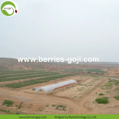 Lose Weight Nutrition Fruit Diet Conventional Goji Berries