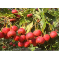 Natural Hawthorn Extract Powder Supplements