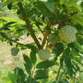 L'extrait de feuille d'Anannona sinensis contient 20% de flavonoïdes