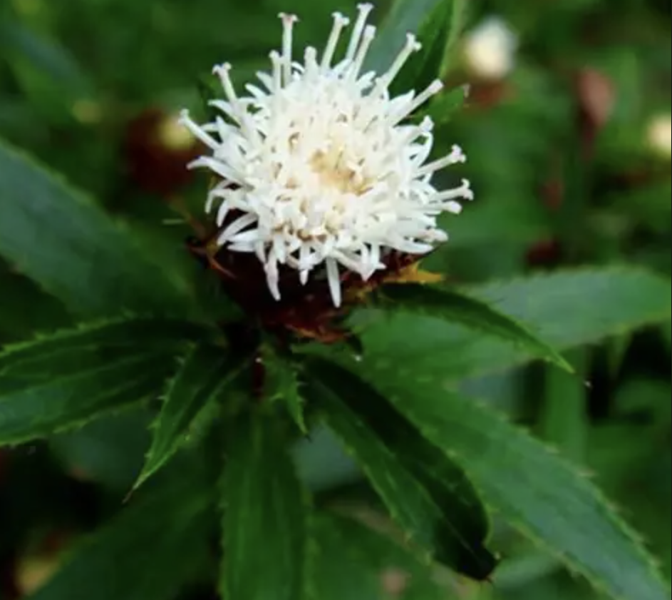 Atractylodes Rhizome Extract