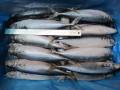 Nowy lądowanie Frozen Pacific Mackerel Fish 200-300G