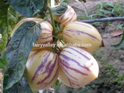 Pepino fruit Seed Pepino Cucumber Seeds Pepino de mar seco seeds For planting