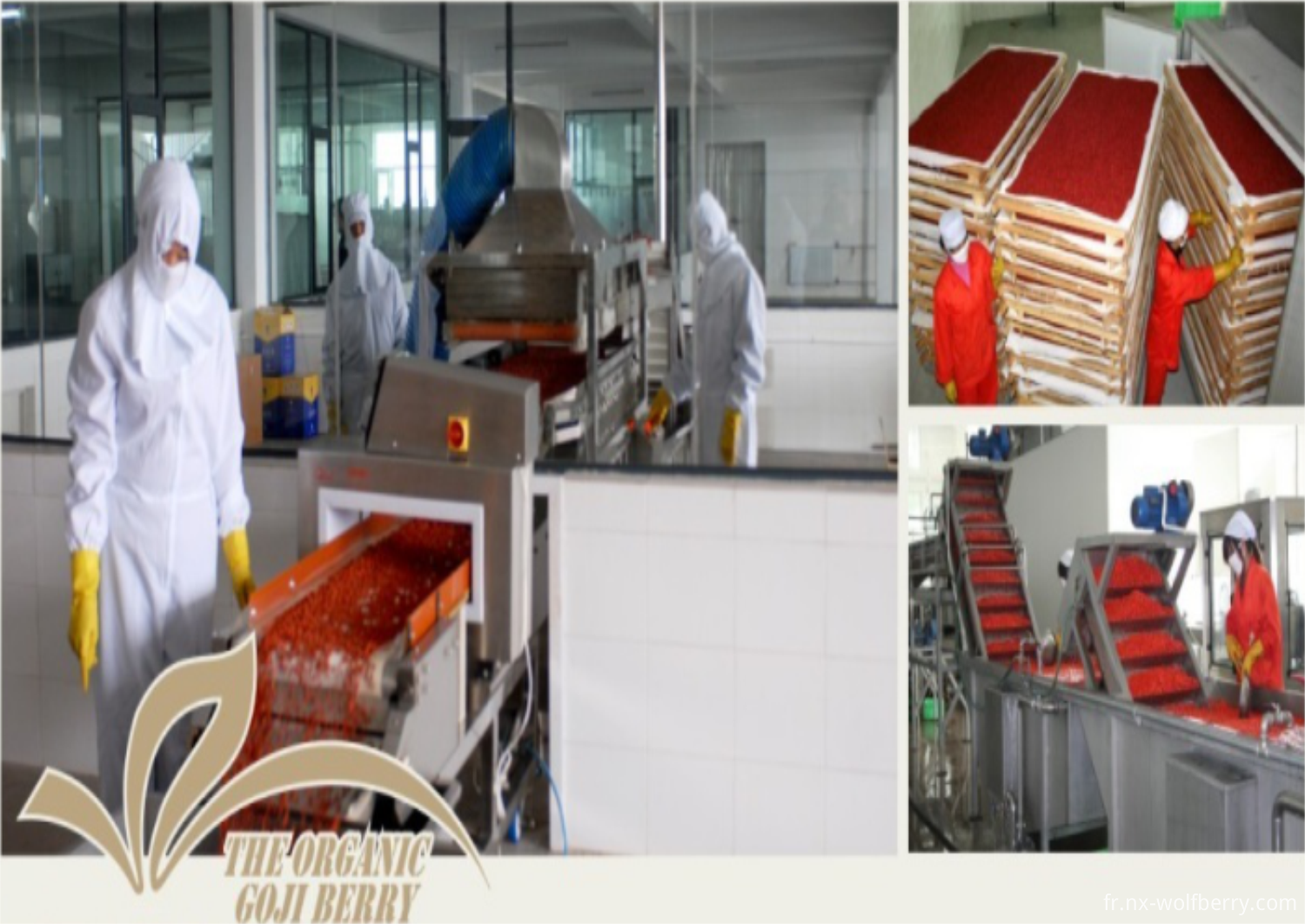 Goji Berry factory