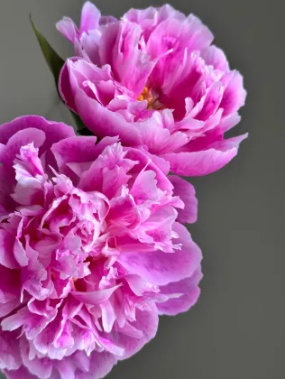 Seasonal Peony Pink Agate Peony