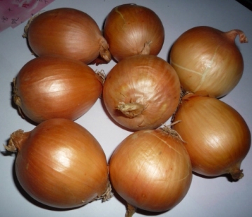 FRESH YELLOW ONION BEST QUALITY