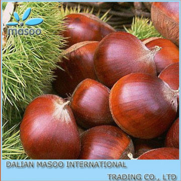 2013 Crop Fresh Chestnut Big size 30-40,40-60 in lower price