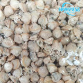 Carne di vongole dorate d'acqua dolce cotta e sgusciata