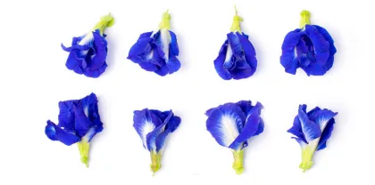 Butterfly pea powder bulk