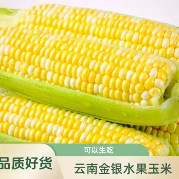 Fresh edible sweet corn