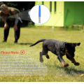 Hundetraining Pfeife mit Clicker