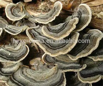 Coriolus versicolor Extract Yun Zhi Capsule