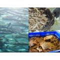 Premium Feed Additive for Bone and Shell Strength
