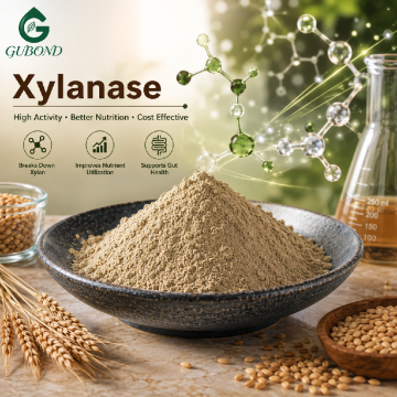 Lactase-enzym voor melkyoghurt en zuivelproducten