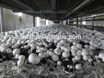 The forth generation Mushroom Cultivation Equipment